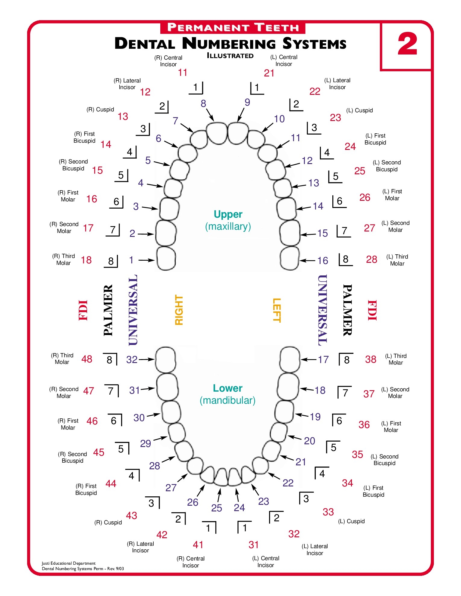 Printable Tooth Chart With Numbers Printable Word Searches