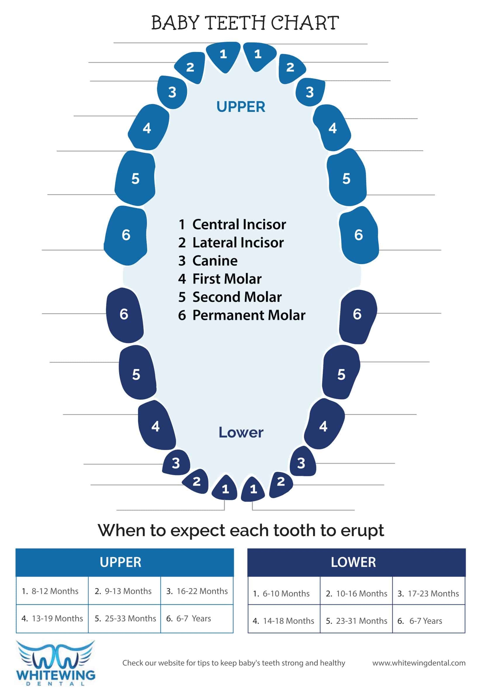 Printable Tooth Numbering Chart Eroppa