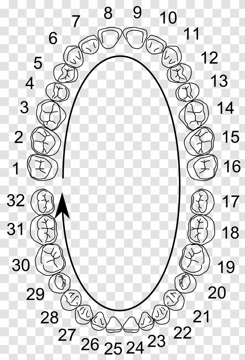 Printable Tooth Number Chart