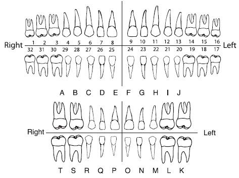 Printable Tooth Numbering Chart pdf