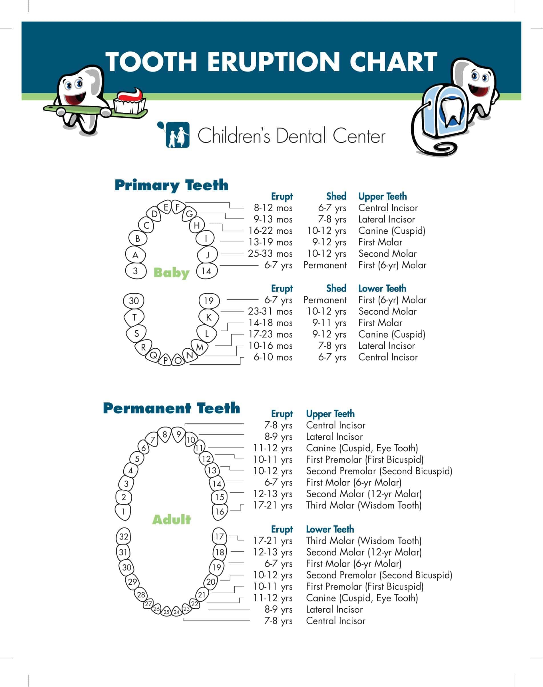 Printable Tooth Numbering Chart