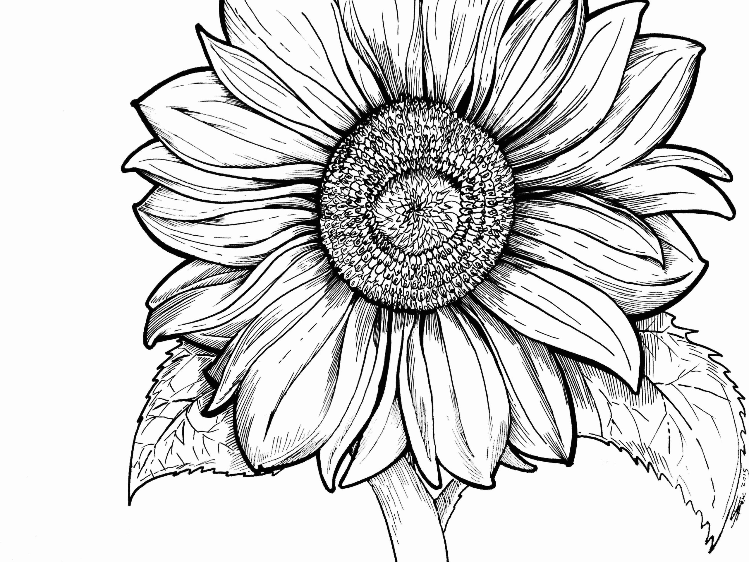 Printable Pictures Of Sunflowers