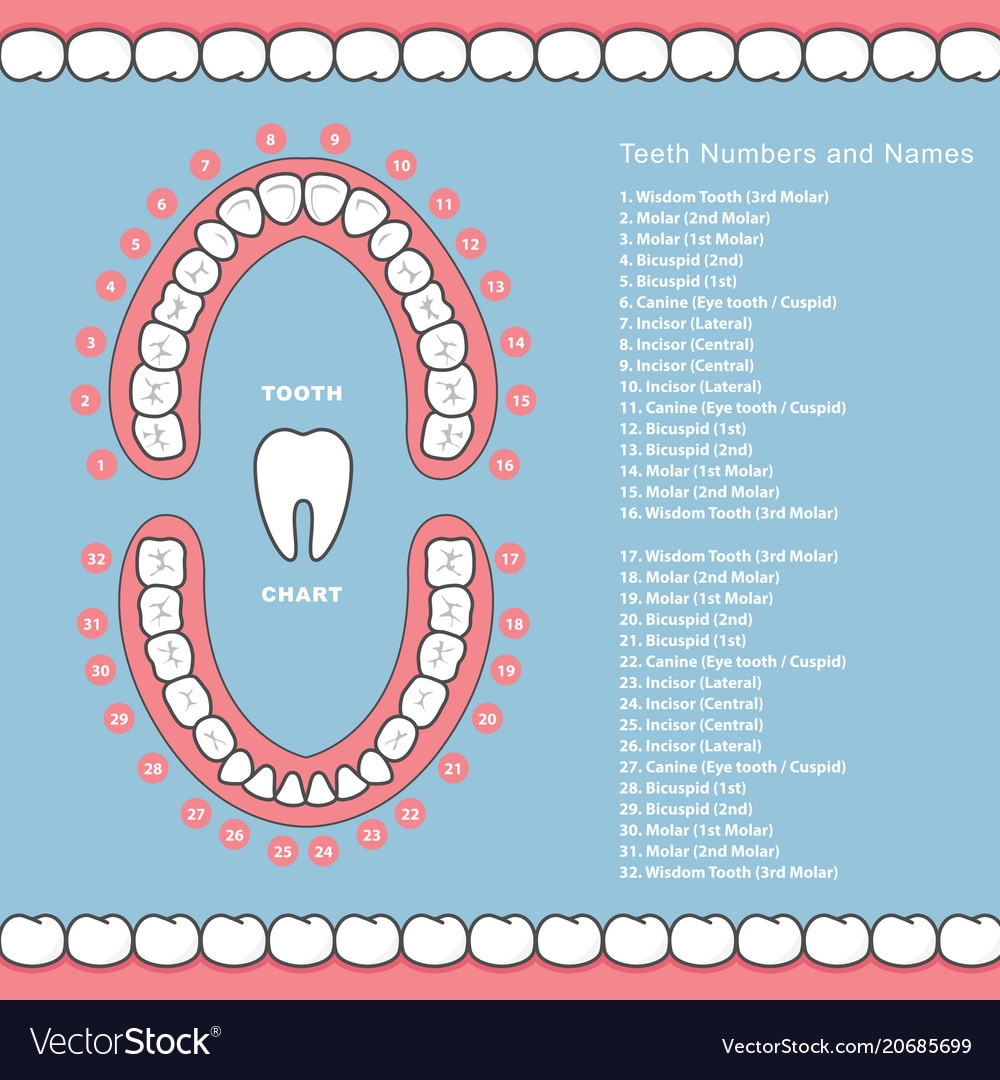 Printable Tooth Chart With Numbers And Letters