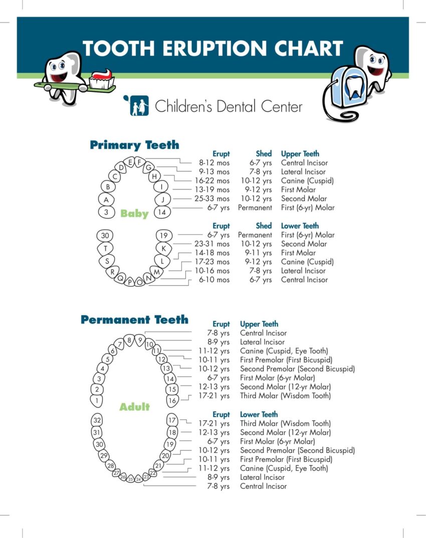 Printable Tooth Numbering Chart