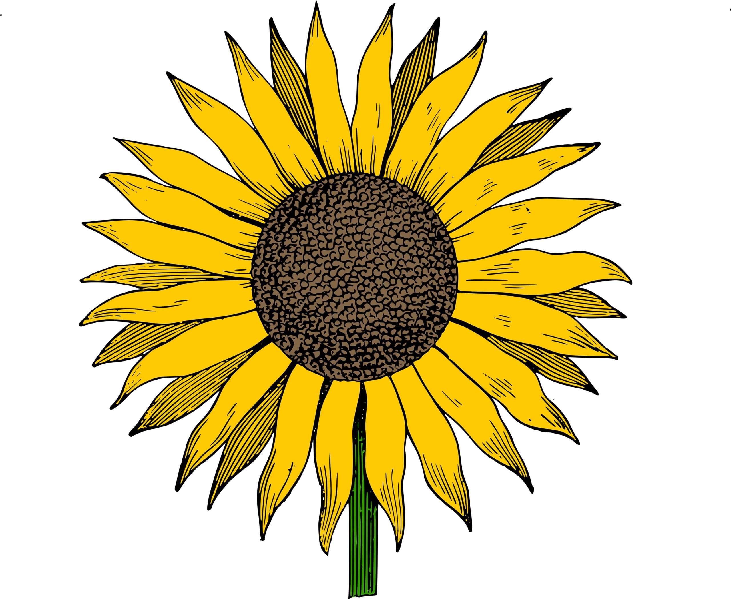 Sunflower Clip Art Free Printable Sunflower Images Cl Vrogue co