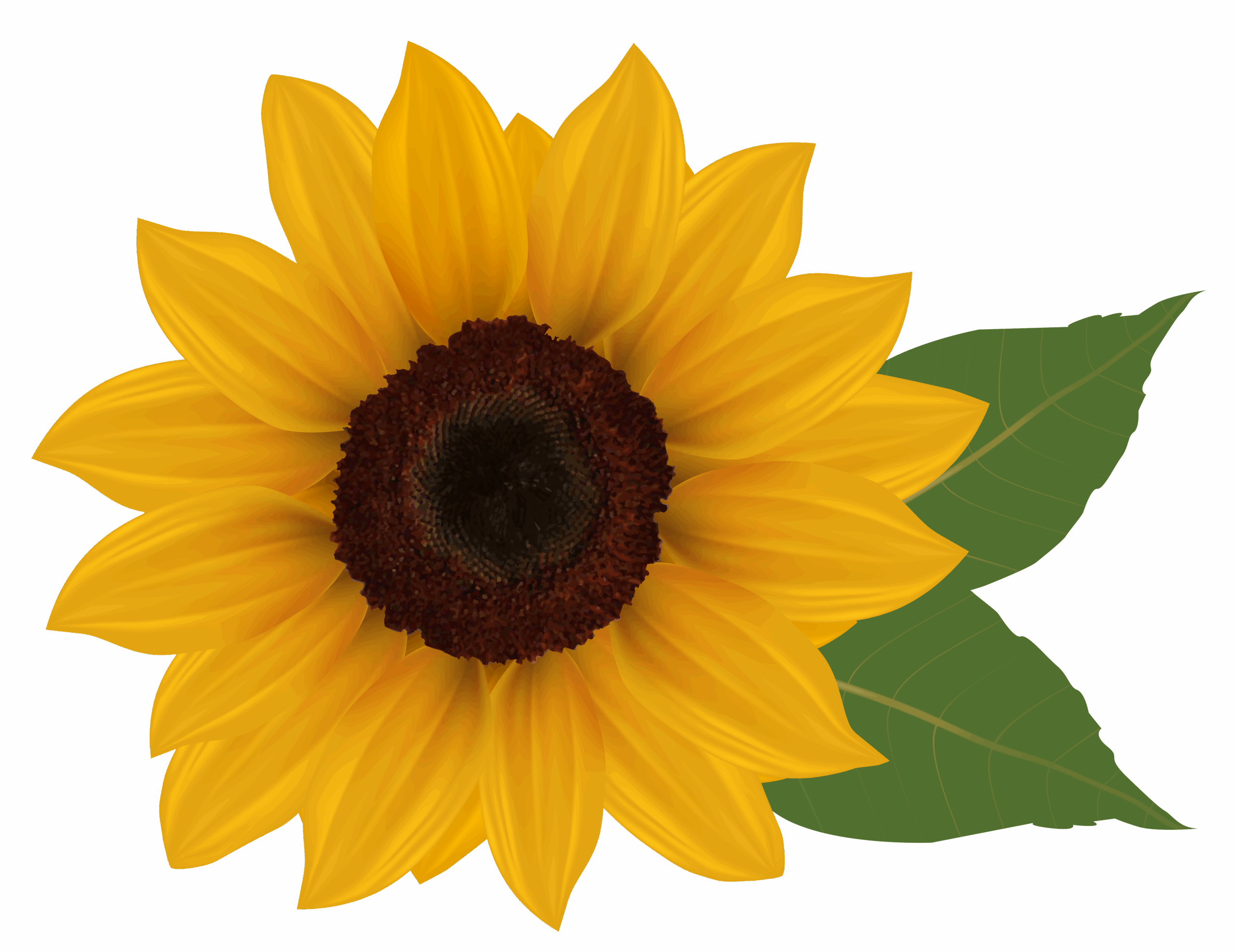 Sunflower Clipart Free Free Clipart Images Clipartix
